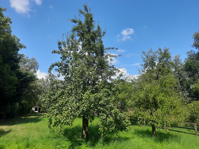De boomgaard